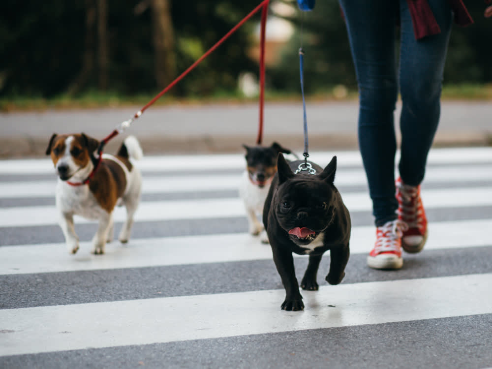 Dog walker crossing a street with three dogs