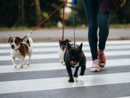 Dog walker crossing a street with three dogs
