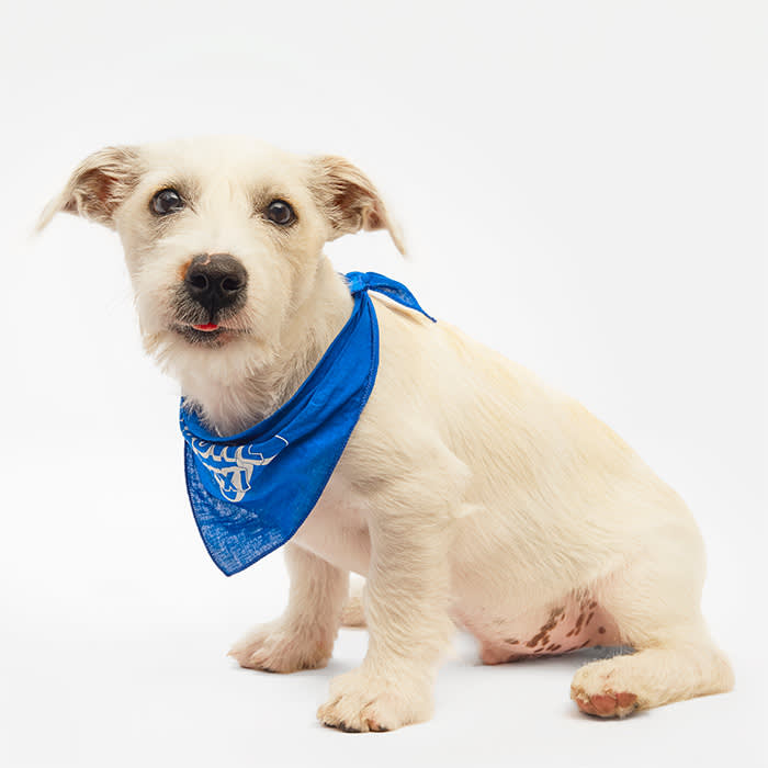 Lin Manuel Furanda dog