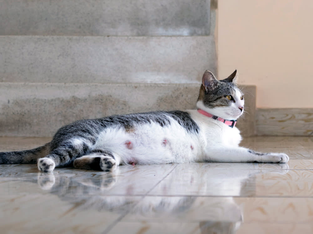 Pregnant cat laying on the floor at home.