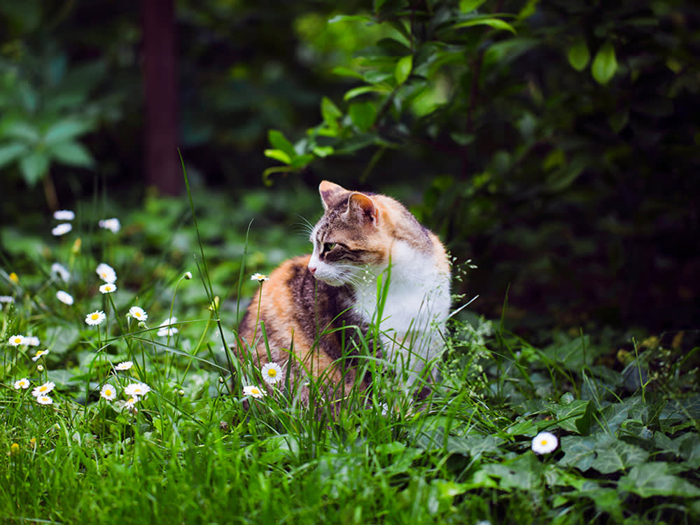 A cat sitting in a tall grassy area. 