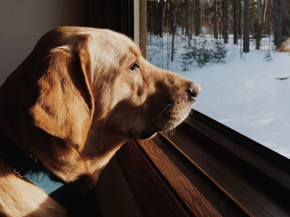 Dog looking out a window in the winter