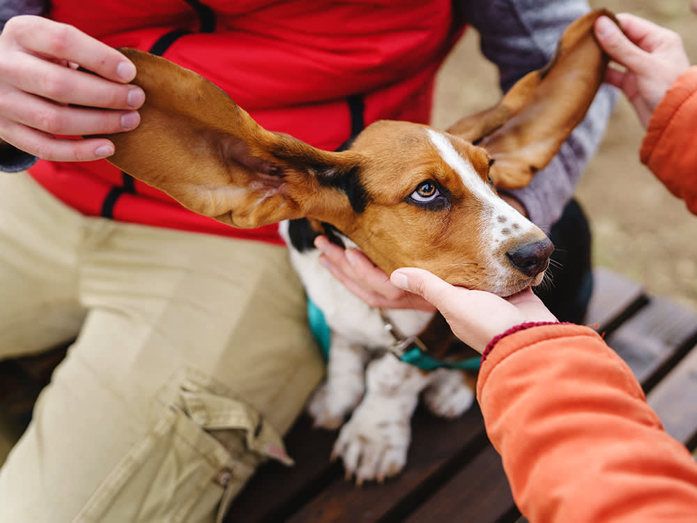 A Pain in the Ear: What to Know About Dog Ear Infections · The Wildest