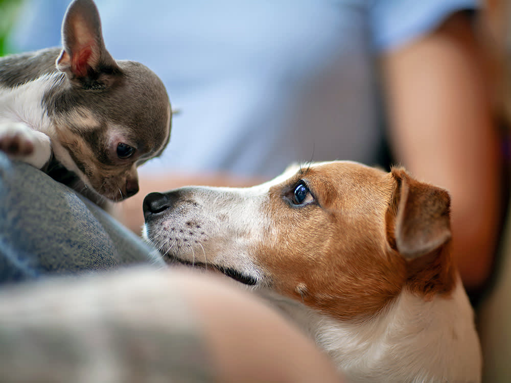 Two dogs looking at each other at home.