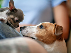 Two dogs looking at each other at home.