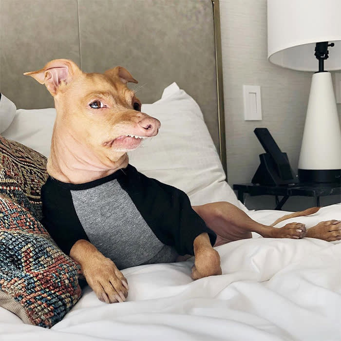 a dog in bed at The Talbott hotel