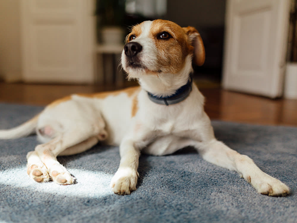 cute Mixed Breed dog for apartment living