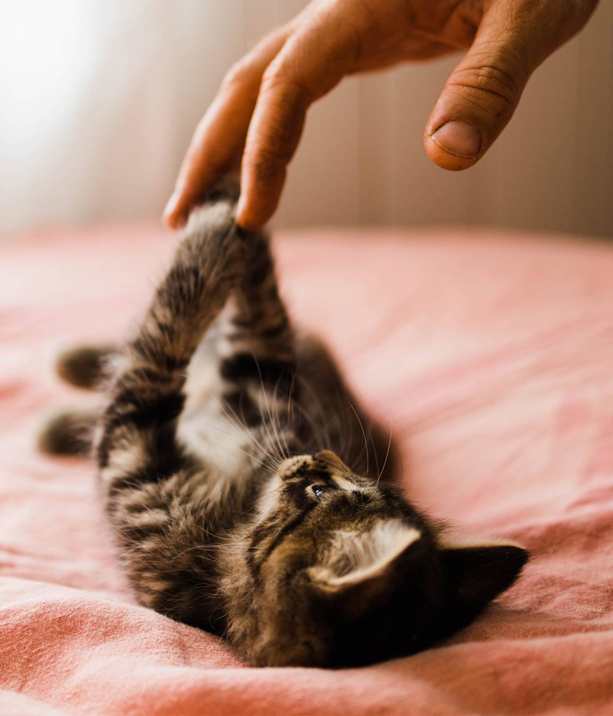 kitten playing with hands