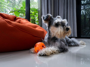 Miniature Schnauzer dog playing with a ball at home 