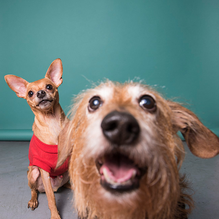 two dogs in front of a green backdrop approach the camera