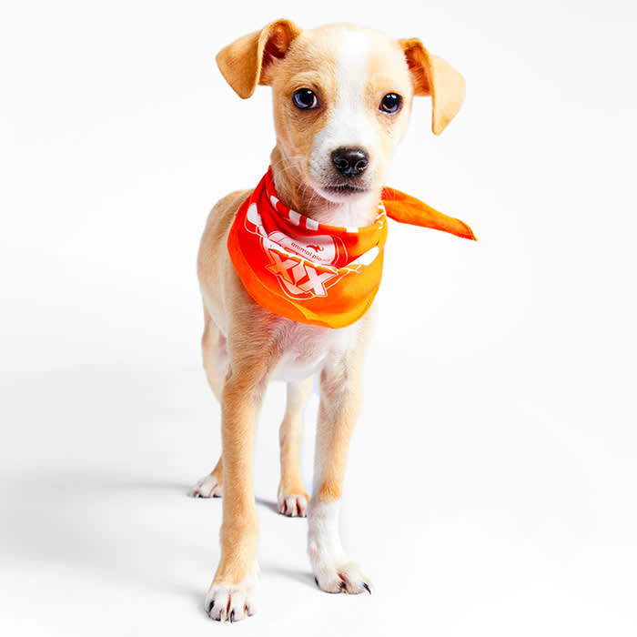 a small orange and white dog