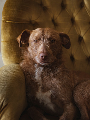 profile portrait of grumpy a ginger dog, inside on a golden retro velvet armchair
