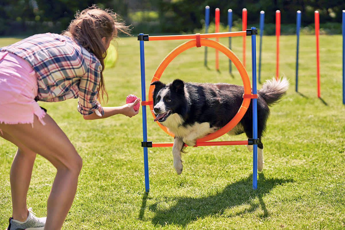 Dog in an agility class