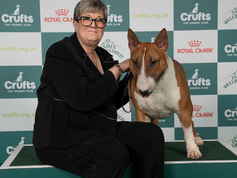 Bull Terrier