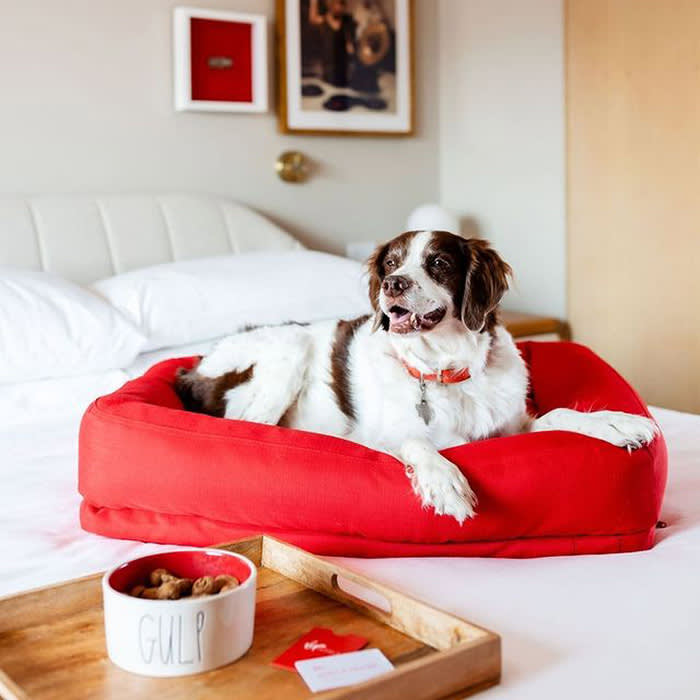a dog on a red dog bed at Virgin Hotel