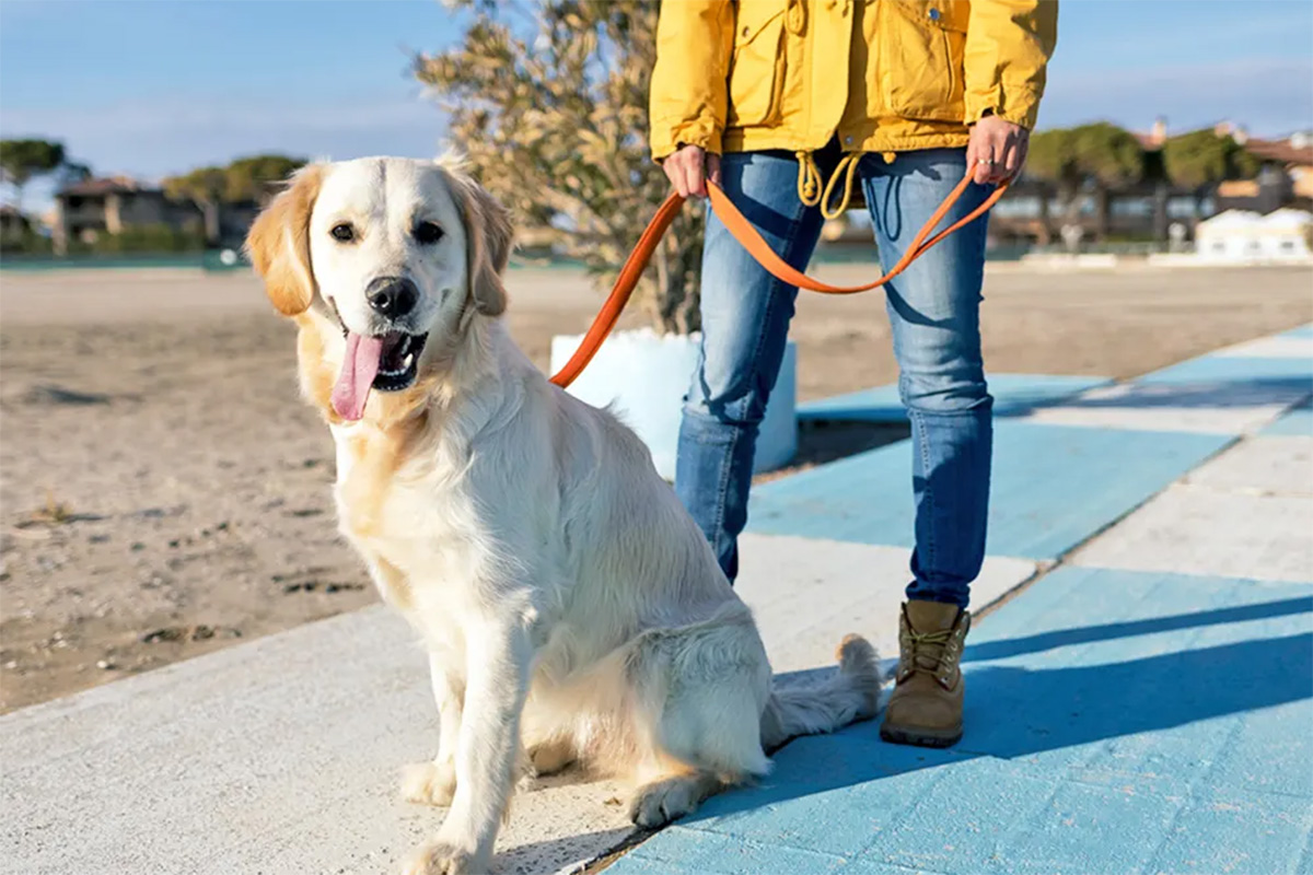 A dog on a leash sits with their owner standing behind them.
