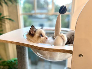 a white cat lounging in a transparent rounded perch 
