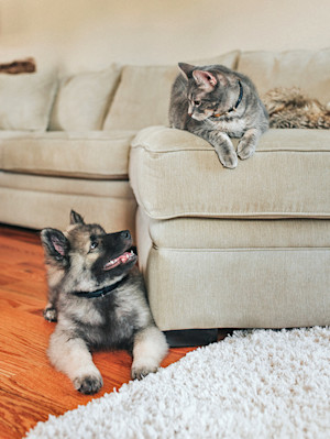 Puppy and cat meeting at home for the first time.