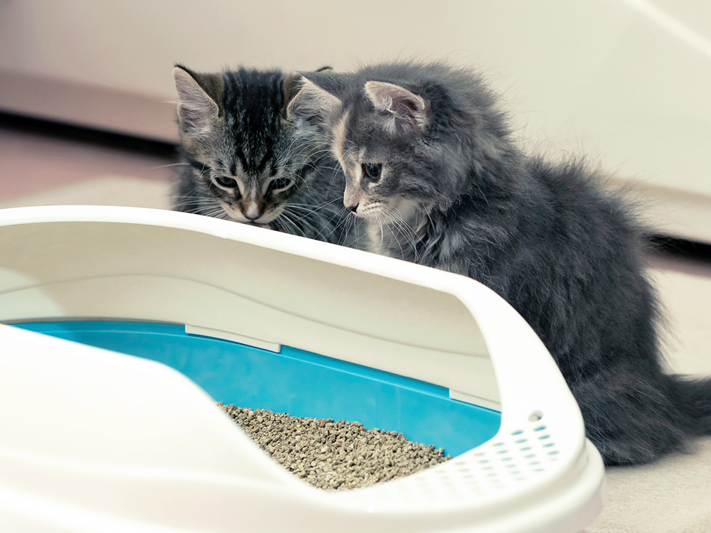 Kittens sitting near a litter box at home.