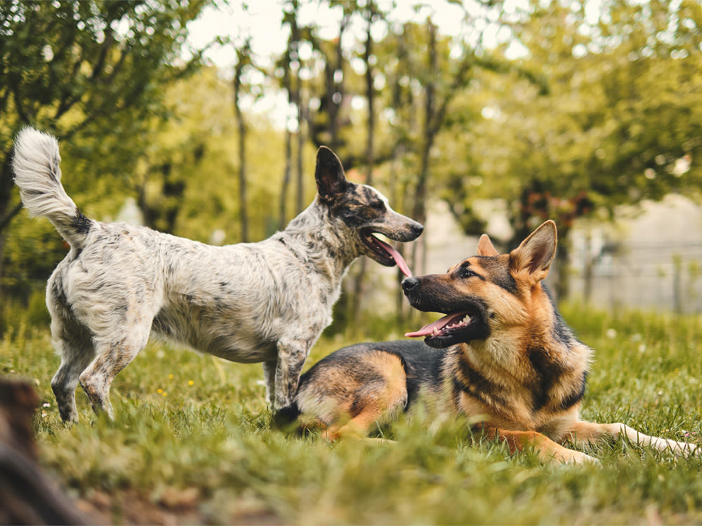 two smart dogs, a german shepherd and a collie mix breed, sitting in the grass