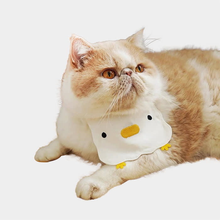 the cat wearing a chick bib