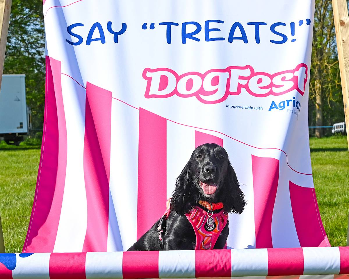 Dog sitting in oversized deck chair