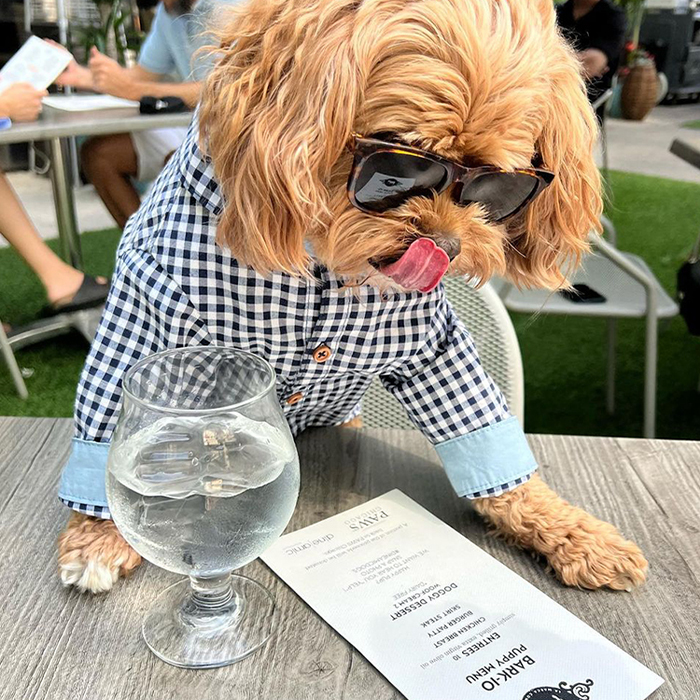 an orange dog at a table at Barrio 