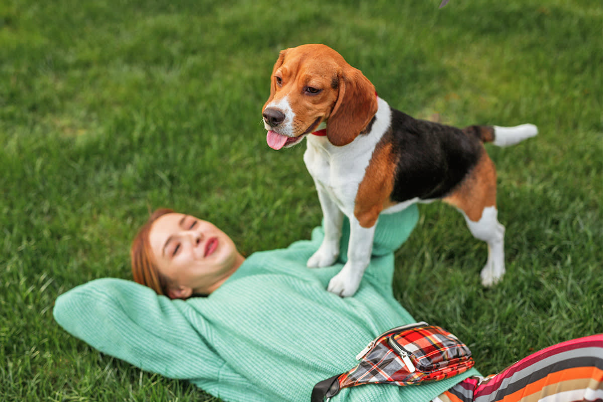 Dog standing on a person