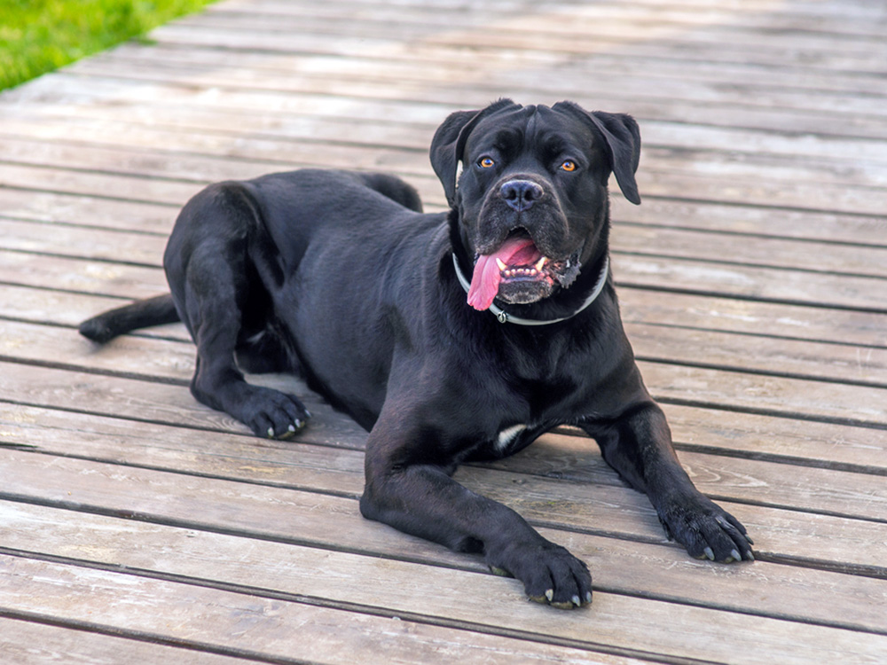 Cane corso lying down