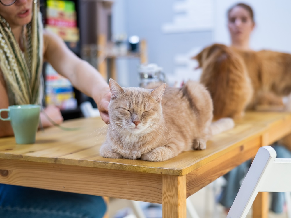 orange cats sitting on tables at a cafe with two women
