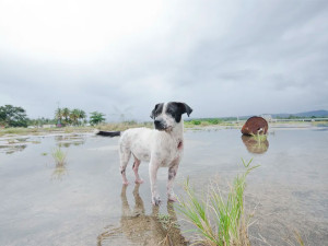 Sophie Gamand photograph of dead dog beach in puerto rico
