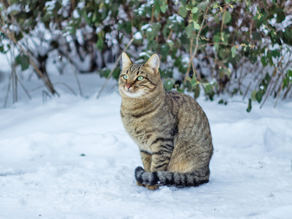 Cat in the snow