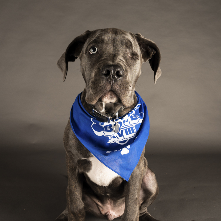 team fluff puppy bowl