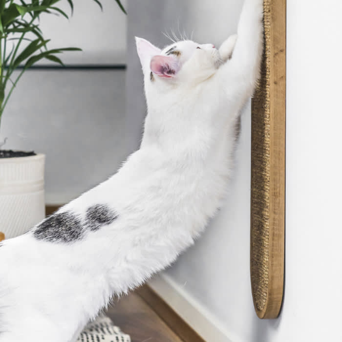 white cat scratching wall scratching post