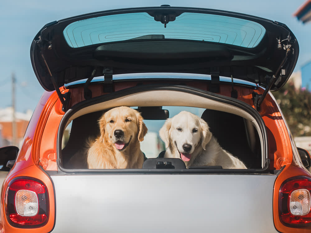 Two golden retrievers, white and gold, traveling together at the back of the small compact silver and orange car. Sitting in the trunk, looking outside through the opened window.