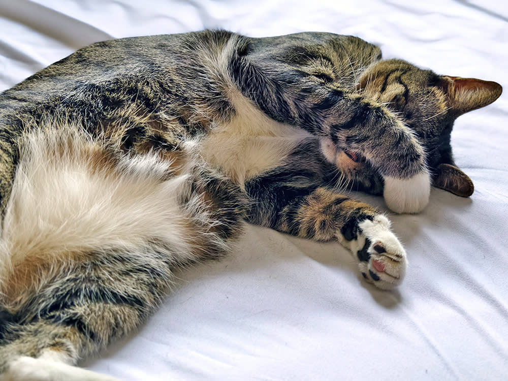 Cute striped cat pawing it's eye on the bed.