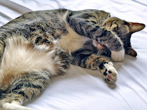 Cute striped cat pawing it's eye on the bed.