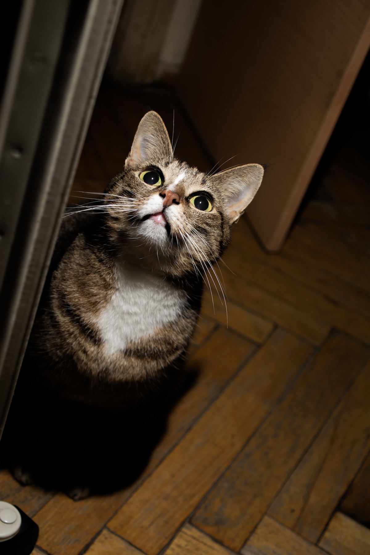 cat looking up at the ceiling in the dark