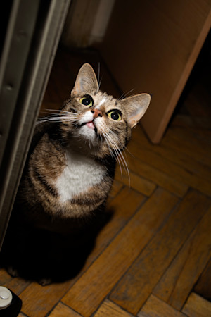 cat looking up at the ceiling in the dark