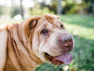 Lipomas In Dogs Causes Symptoms And Treatment Of Fatty Tumors The 