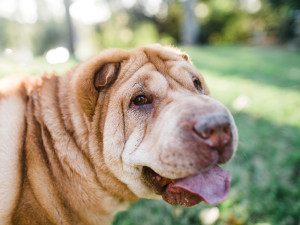 Shar pei