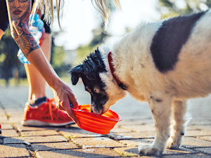 Woman giving her dog some water from a bowl outdoors.