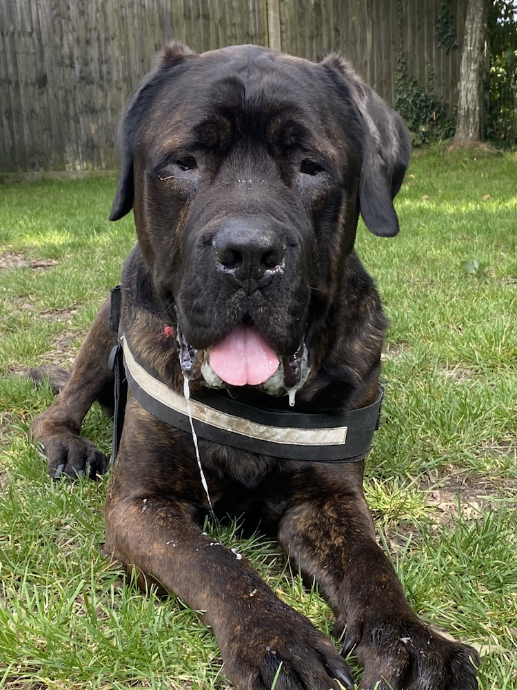 Picture of big black dog with tongue hanging out