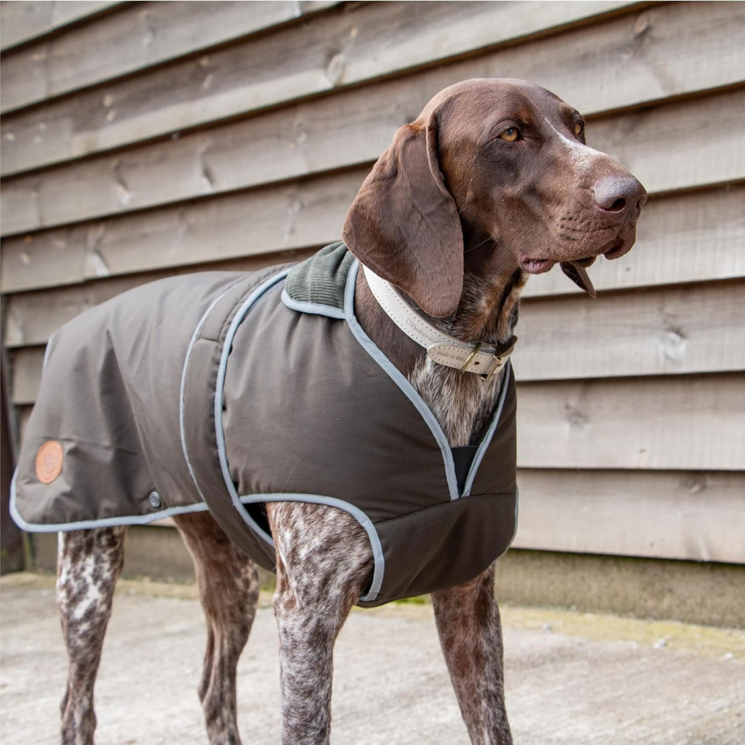 dog wearing ancol waterproof coat