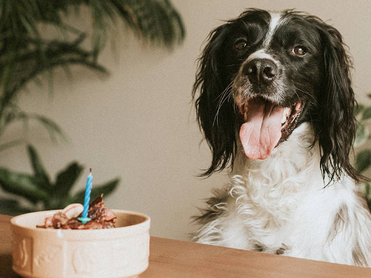 happy dog with birthday cake in dog bowl