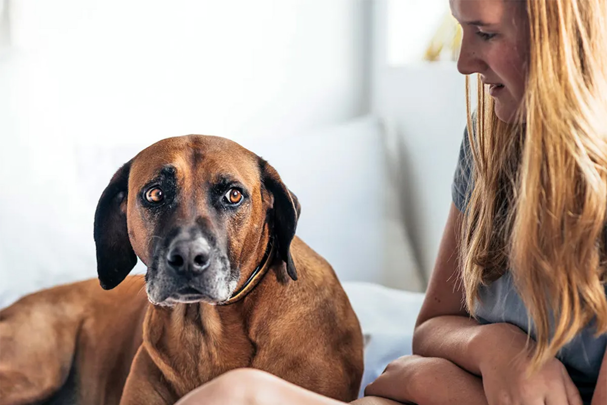 Dog looking guiltily at person 