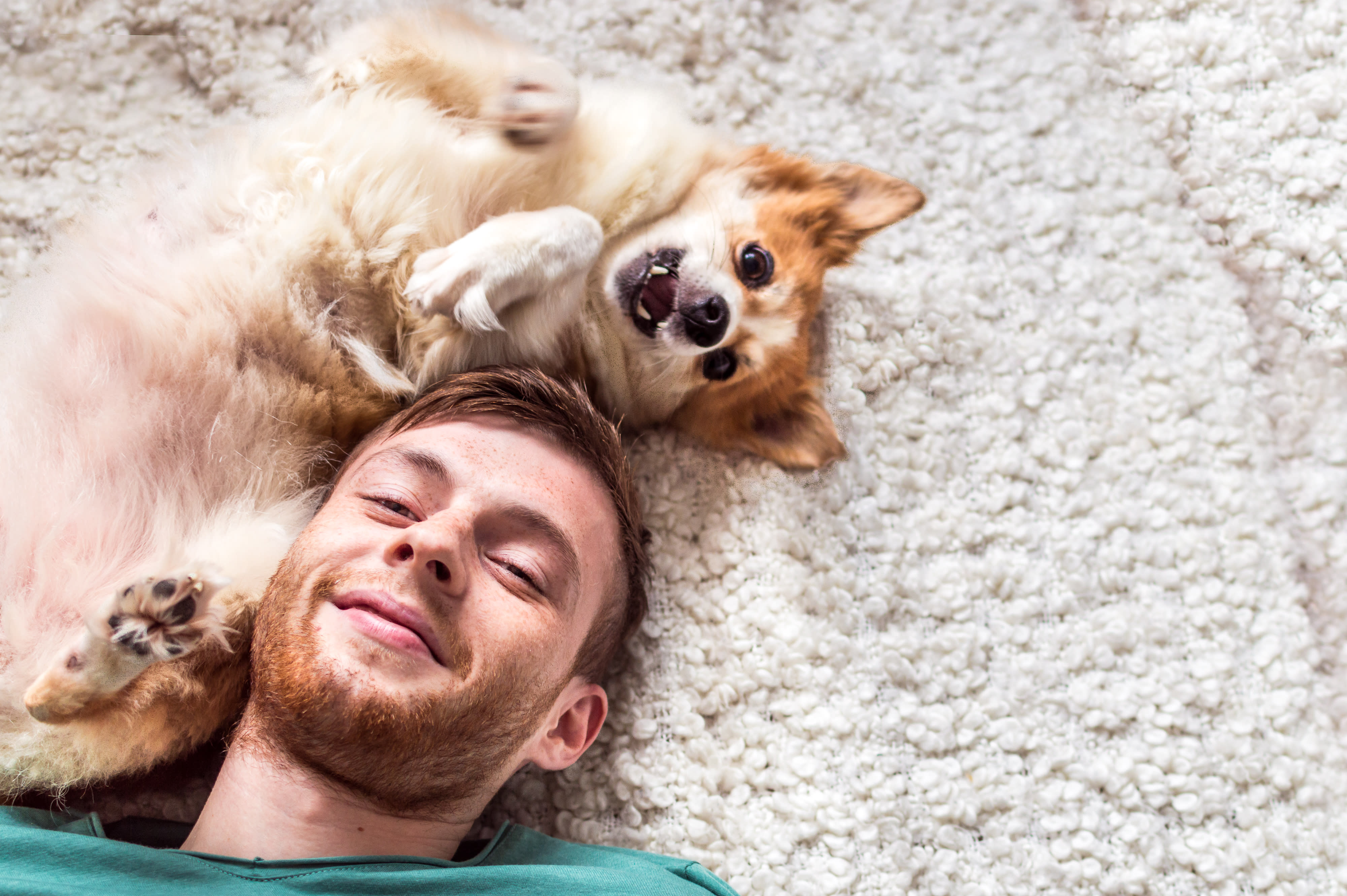 small tan dog laying on carpet with man