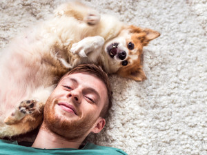 small tan dog laying on carpet with man