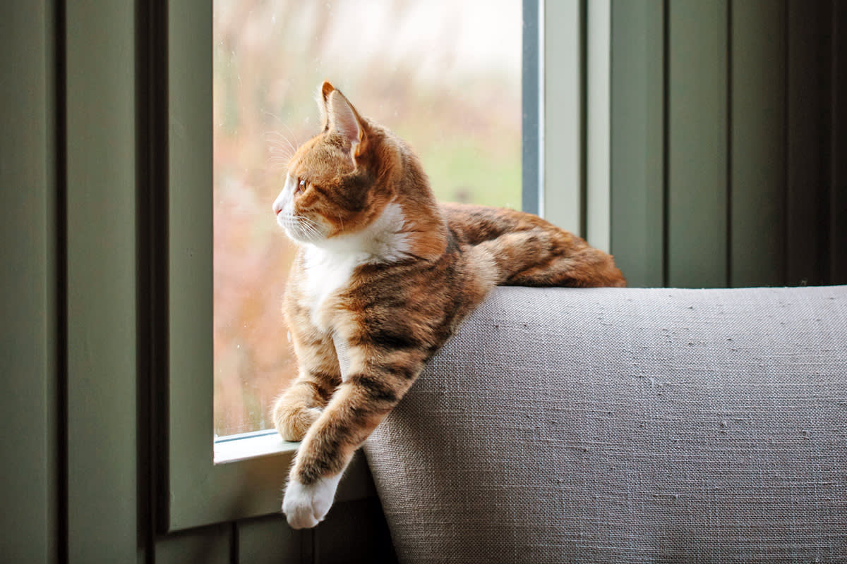 Cat looking out a window
