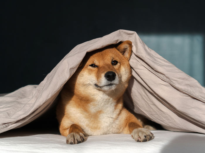 Shiba Inu dog under a blanket, burrowing in covers